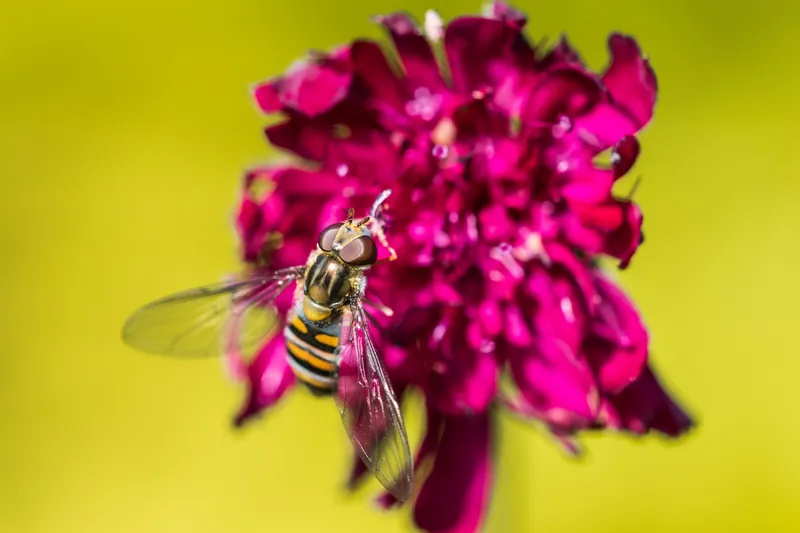 Hoverfly I, Heligan Gardens. 2019.
